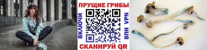 купить наркотик  Куровское  Галлюциногенные грибы мухоморы 